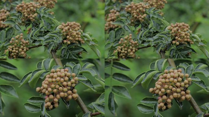 雨中的花椒树大红袍花椒一组04