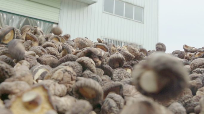 1080pp拍摄慢动作晾晒香菇