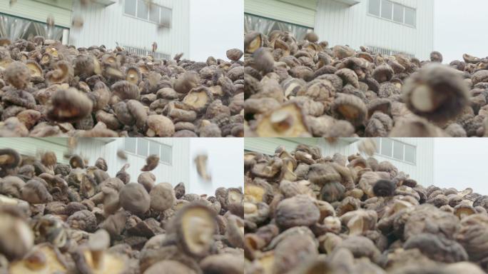 1080pp拍摄慢动作晾晒香菇