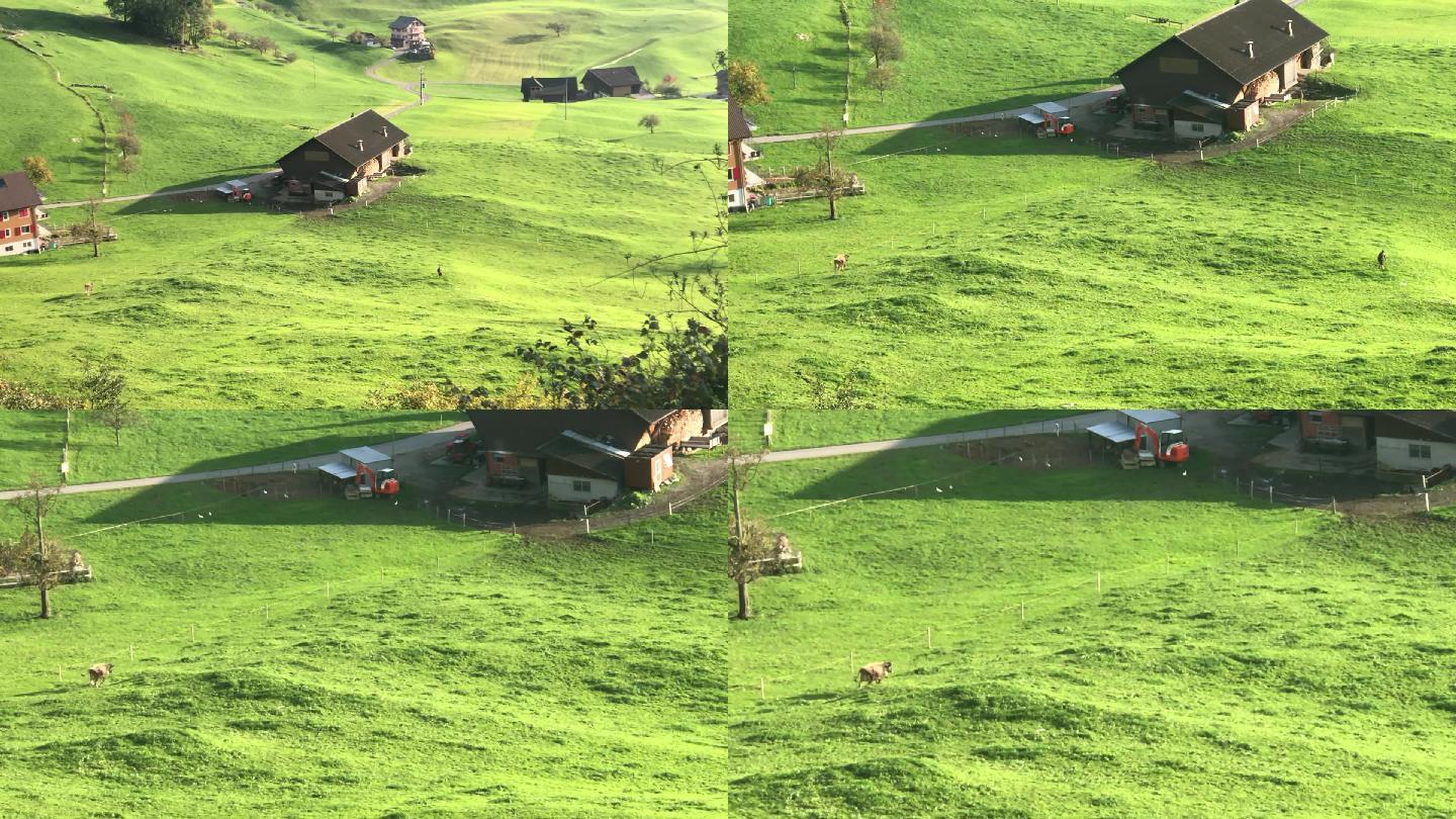 瑞士小镇草坪牛悠闲生活