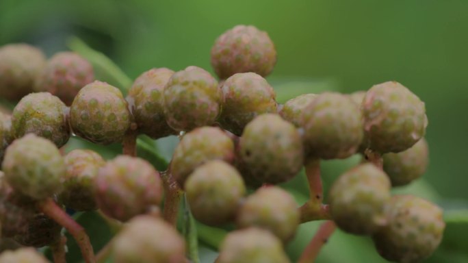 4K雨中的花椒树08