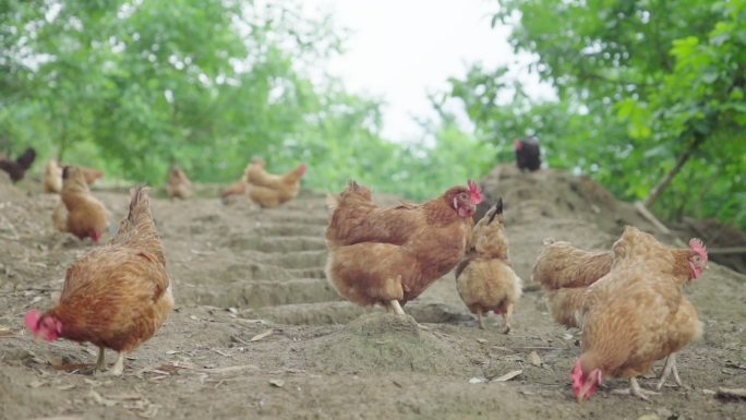1080-50p拍摄高山农家散养鸡3