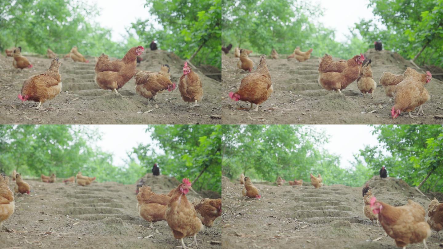1080-50p拍摄高山农家散养鸡3