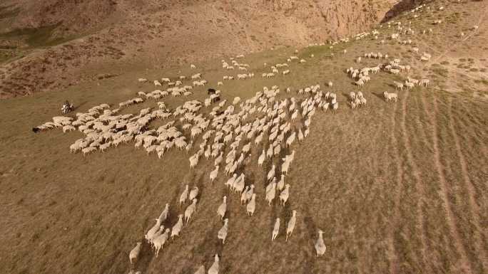 4K奔跑的羊群