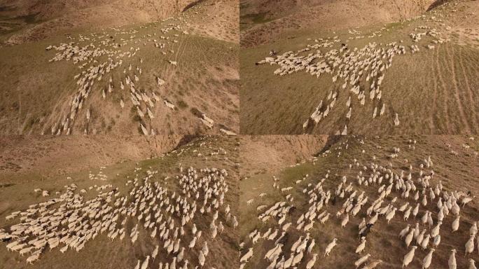 4K奔跑的羊群
