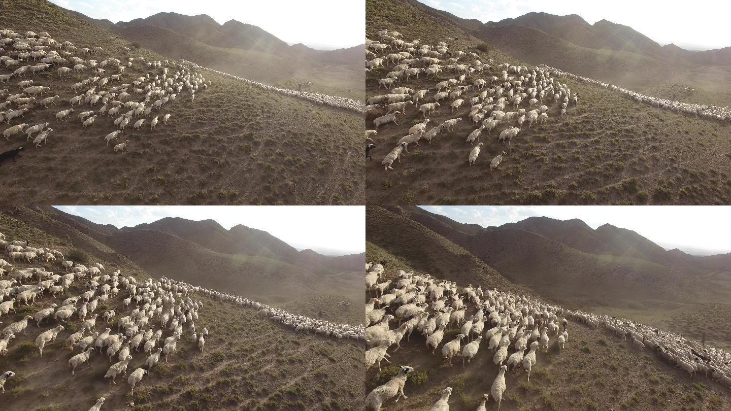 4K草原上奔跑的绵羊