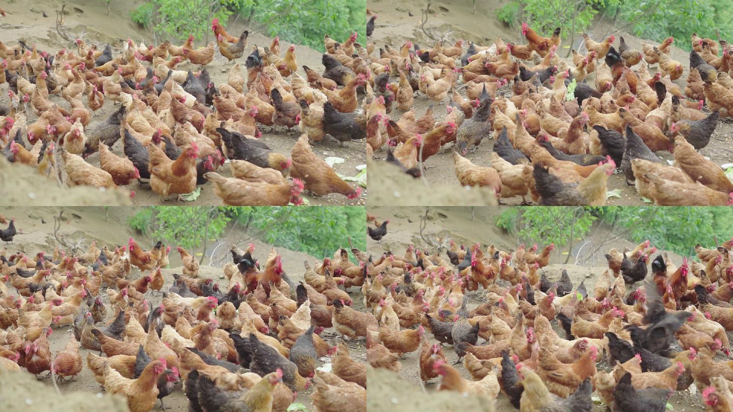 1080-50p拍摄高山农家散养鸡