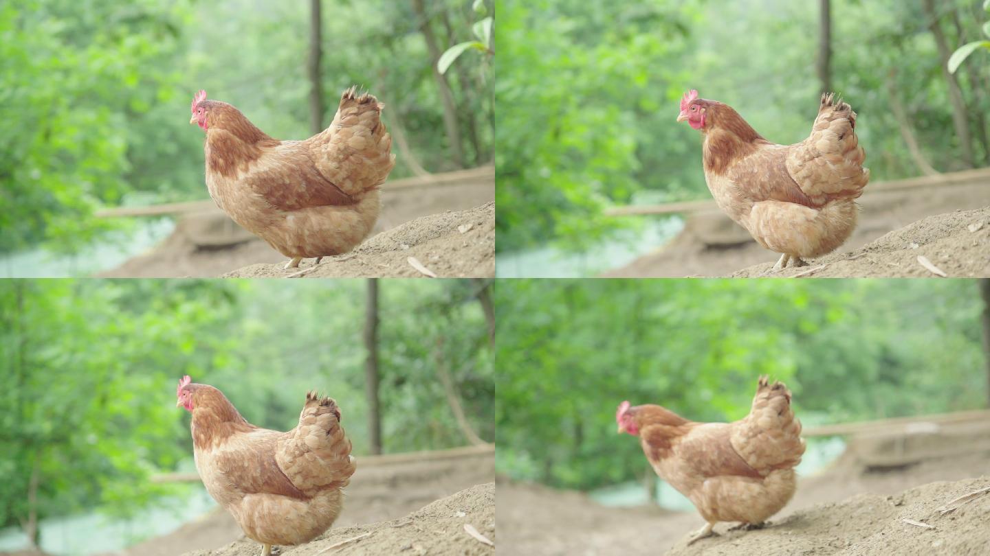 1080-50p拍摄高山农家散养鸡5