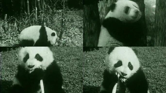 熊猫民国30年代