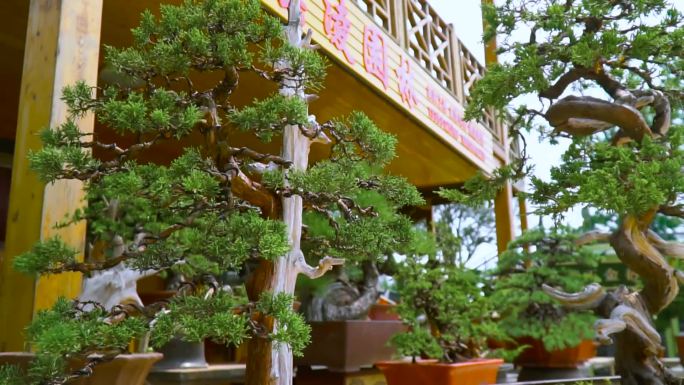 扬州特色盆栽花都汇花鸟鱼虫市场鱼城市宣传