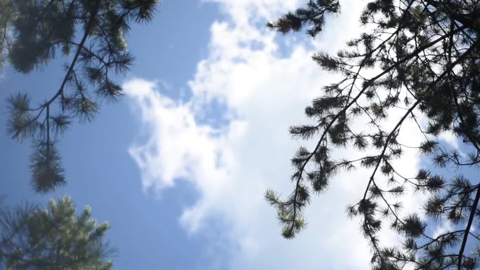 松树与蓝天