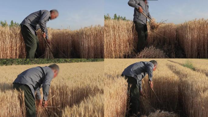 4K农民人工收割麦子一组02