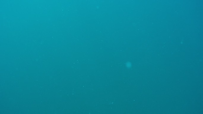水下动态摄影