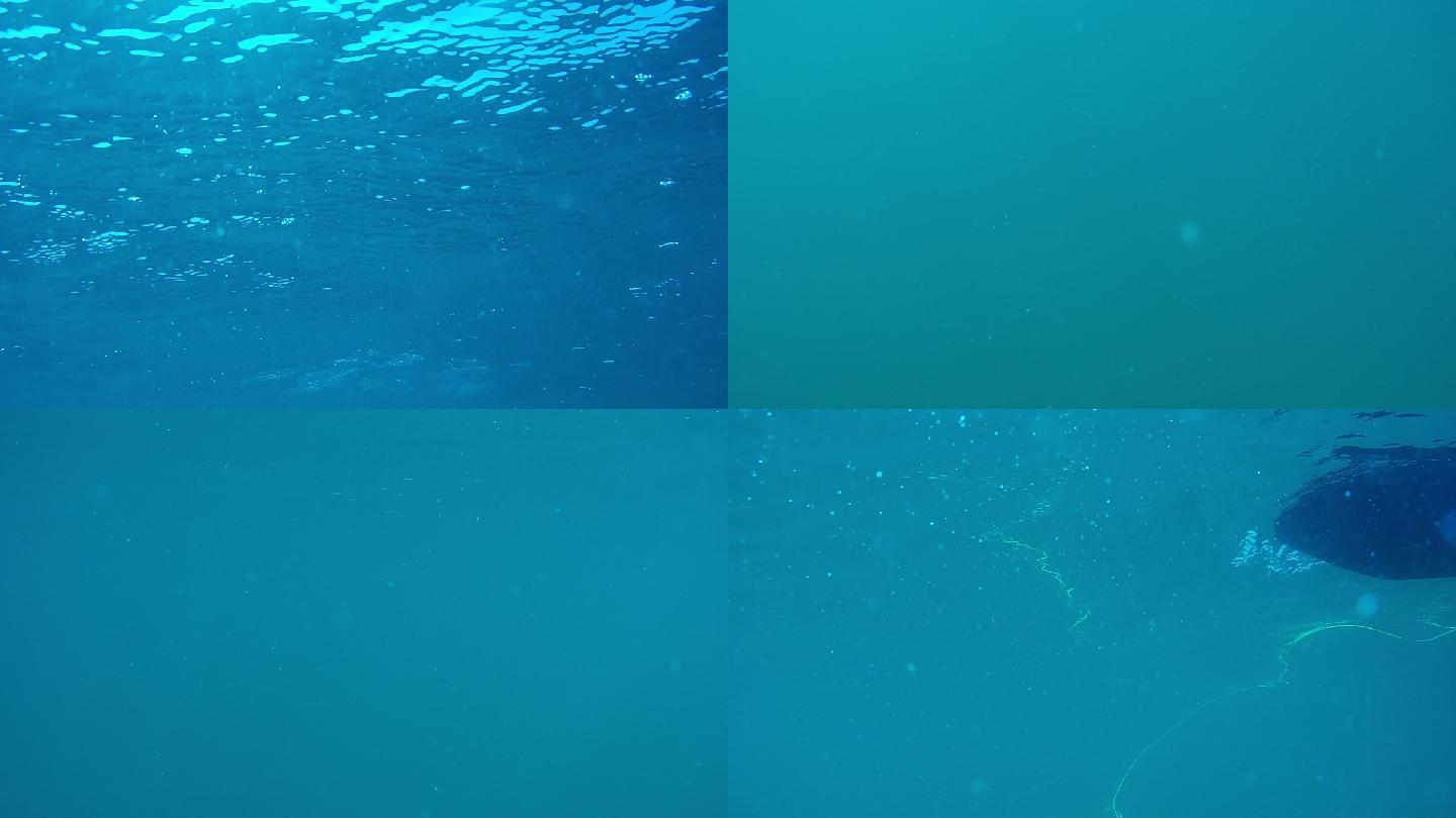 水下动态摄影