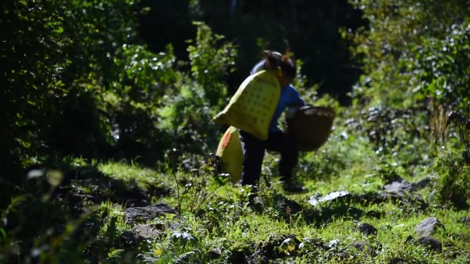 挑夫跋山涉水