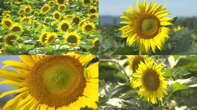 乡村振兴向日葵日出逐格花海希望