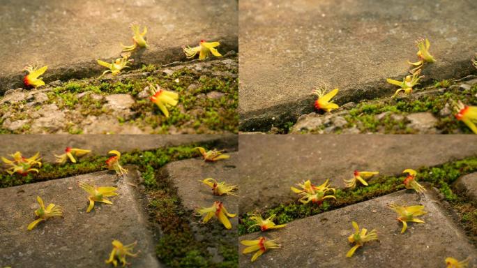 砖路落花苔藓_花谢_地上的花瓣_地面花朵