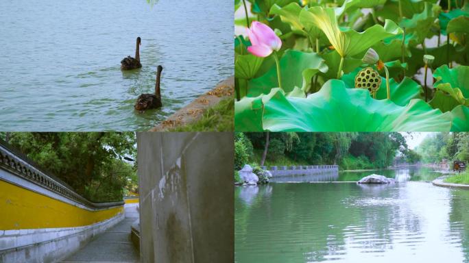 扬州湖面景色大明寺瘦西湖荷花池