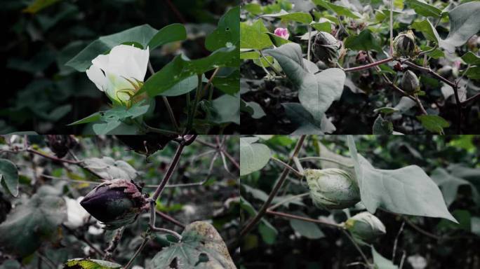 实拍秋天的棉花棉田