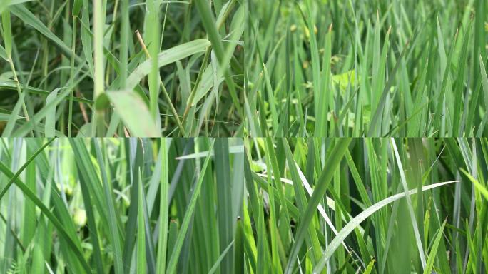 兰花草果实绿叶植物雨后