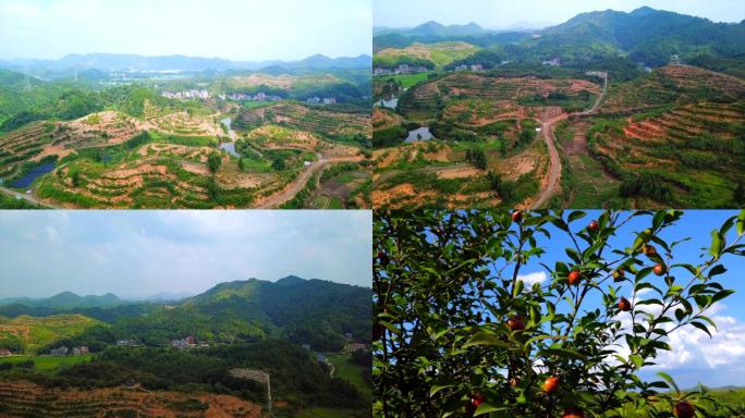 油茶山种油茶