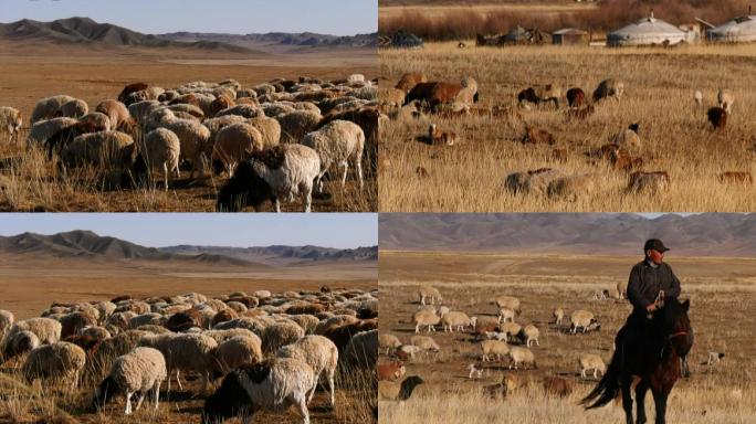 羊群草原冬季牧场