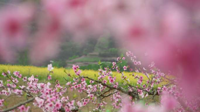 十里桃花