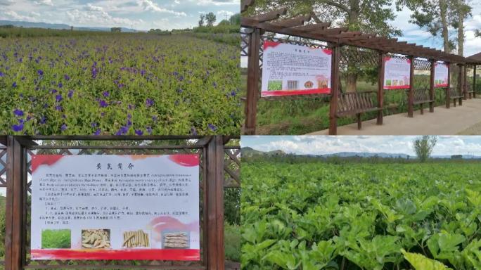 中药材种植基地黄芪种植