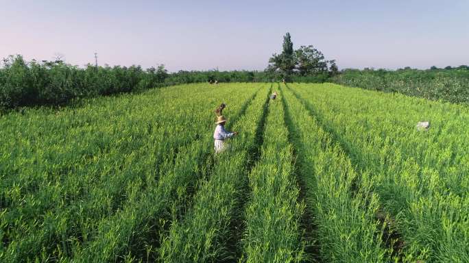 烈日下摘黄花菜的陕西农民航拍04