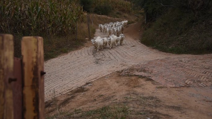 羊群跑回家