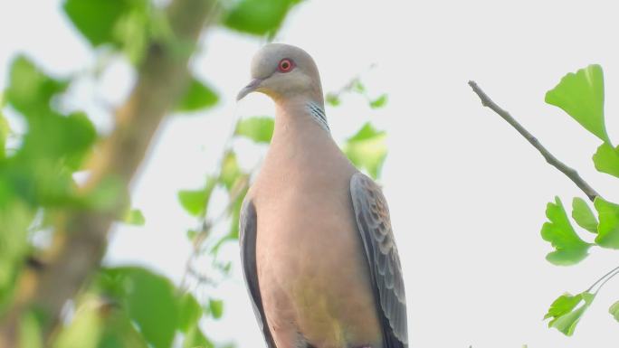 虎纹斑鸠，鱼鳞斑鸠真漂亮