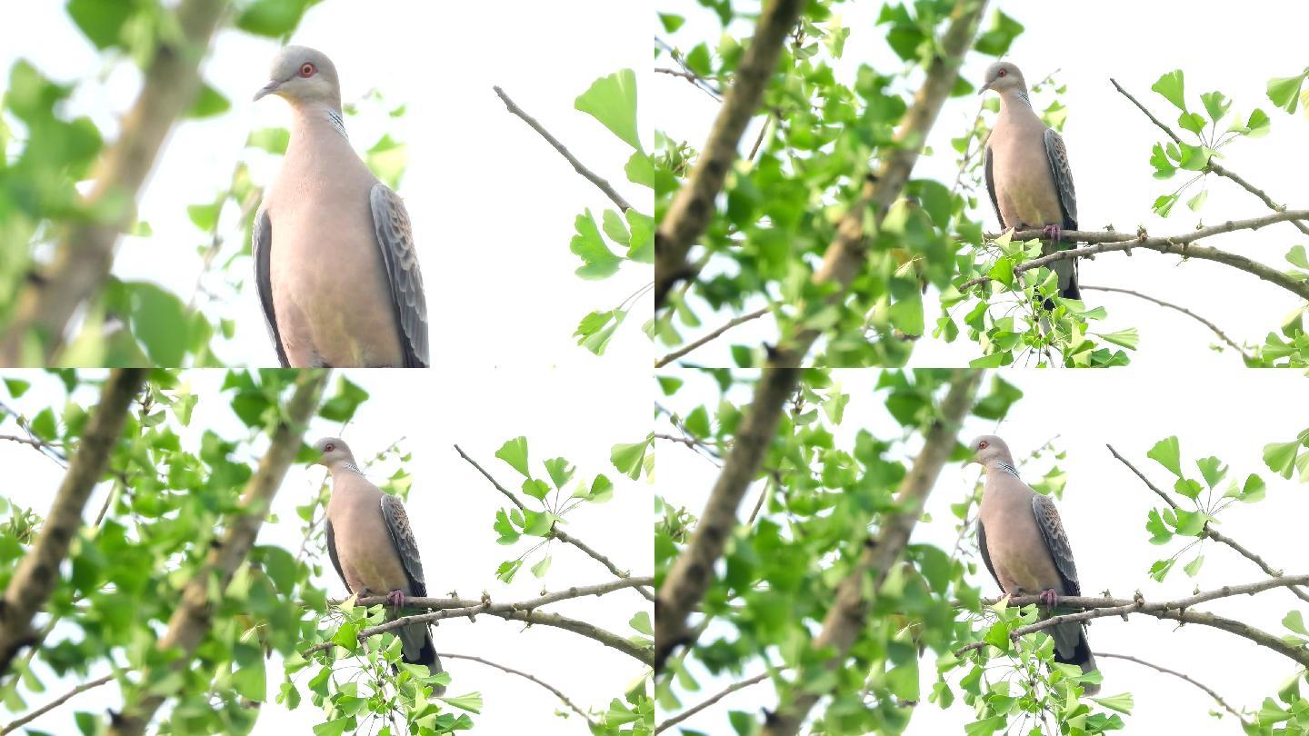 虎纹斑鸠，鱼鳞斑鸠真漂亮