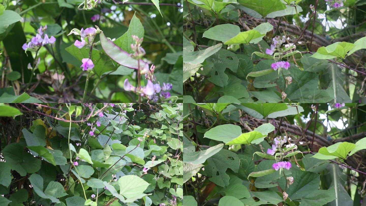 实拍4K扁豆眉豆蔬菜开花结果