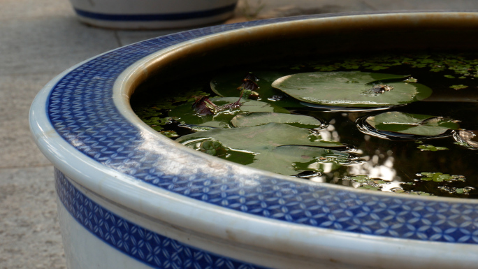 青花瓷睡莲 水缸大缸