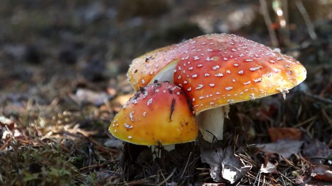 野生蘑菇红伞伞菌菇野生菌