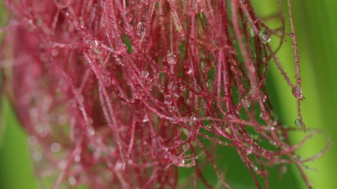 4K雨中玉米棒上的红色须03