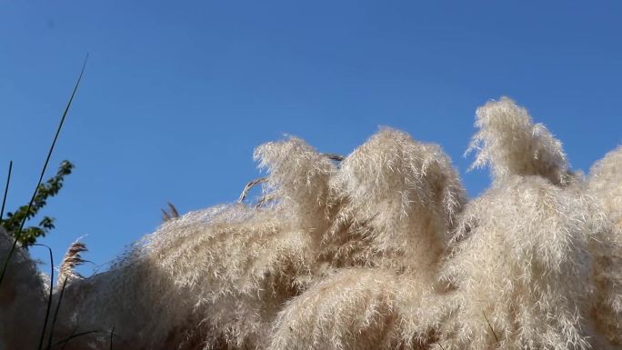 实拍芦苇芦花狼草