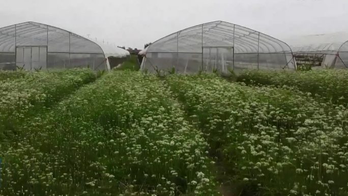 蔬菜大棚种植业