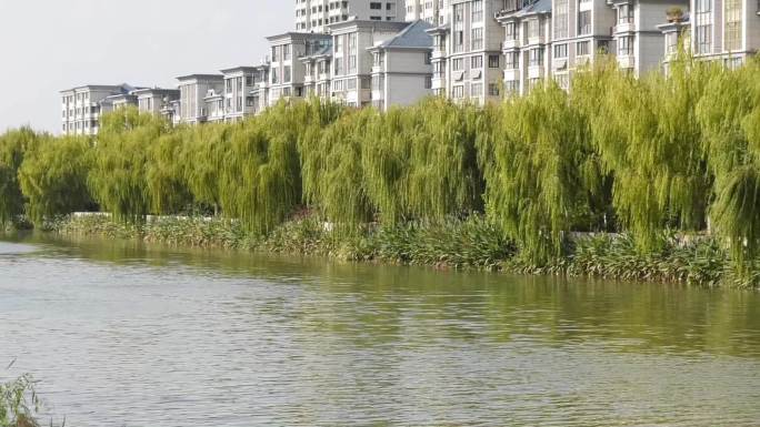 白天实拍河道柳树河水芦苇