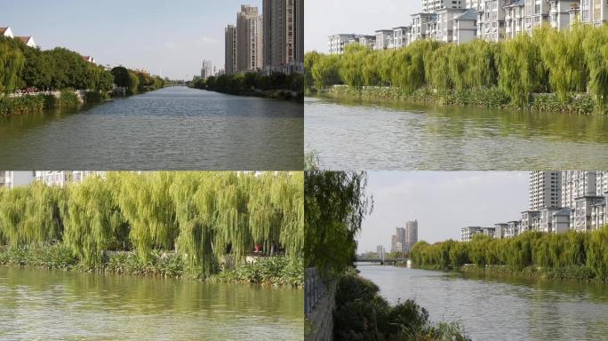 白天实拍河道柳树河水芦苇