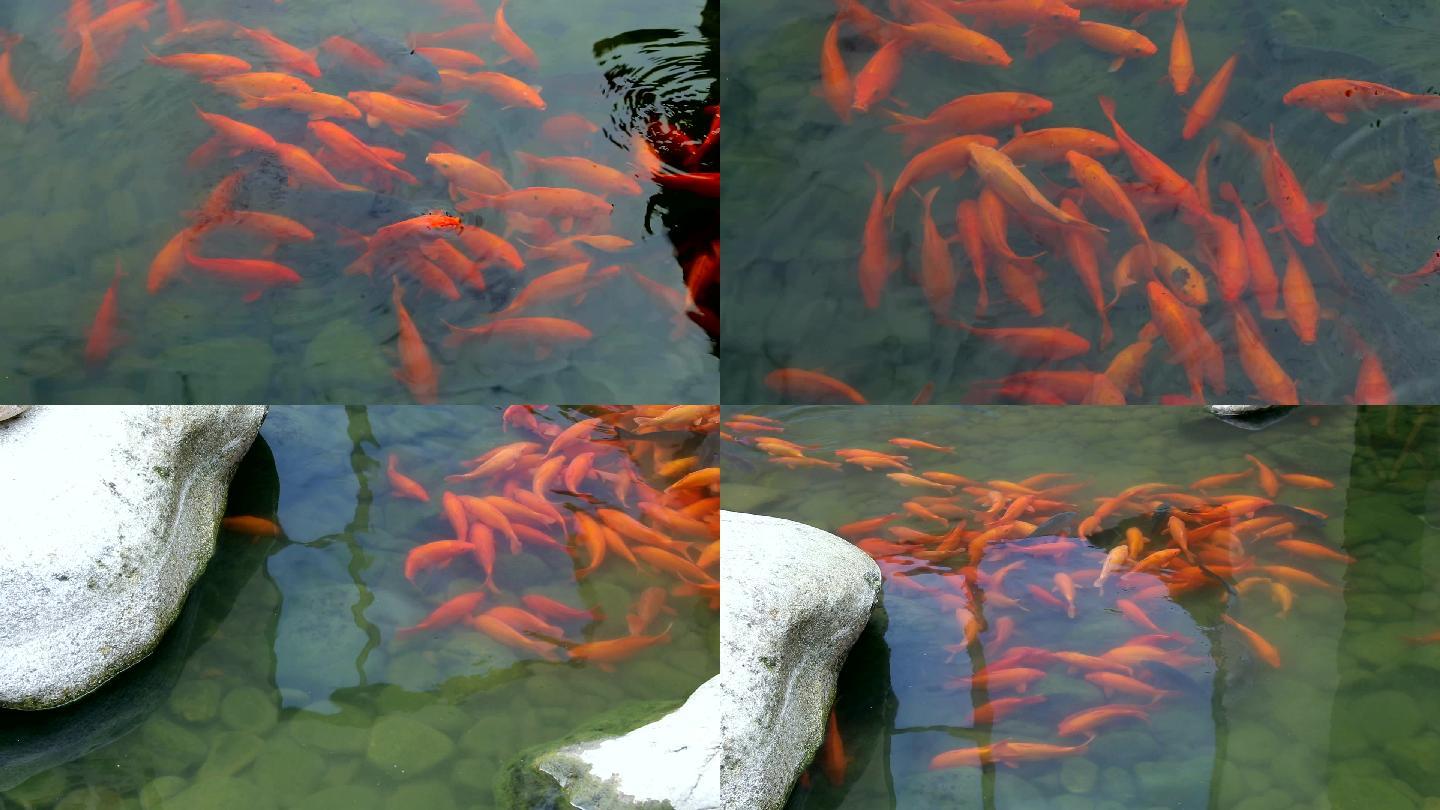 红鲤鱼水中群游来游去景观池