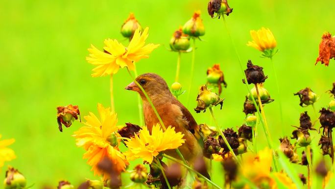 真正的鸟语花香，金翅雀吃花种子