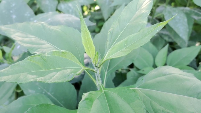 菊芋鬼子姜洋姜野花菊科