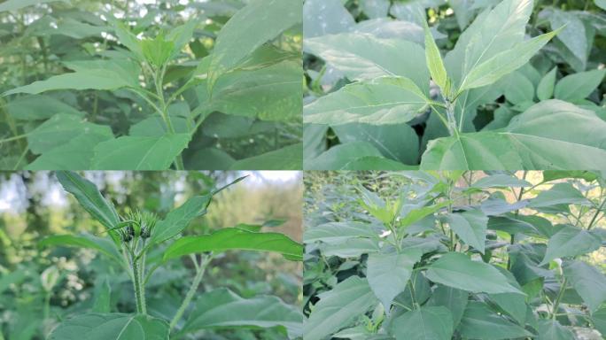 菊芋鬼子姜洋姜野花菊科