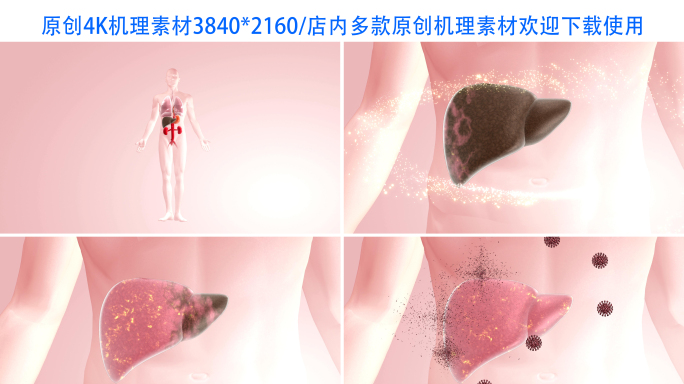 【4K】肝脏恢复健康