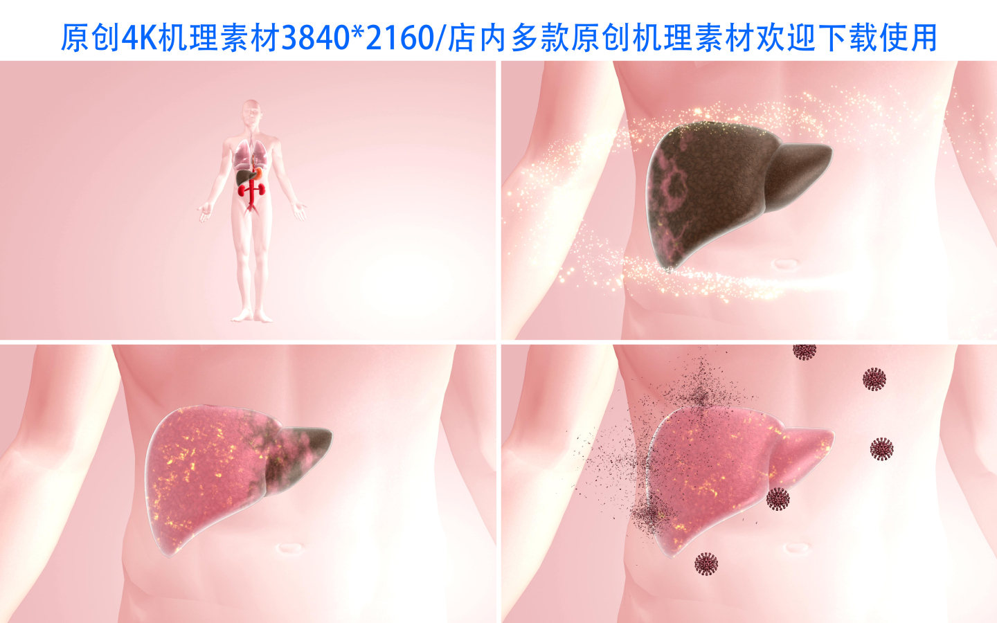 【4K】肝脏恢复健康