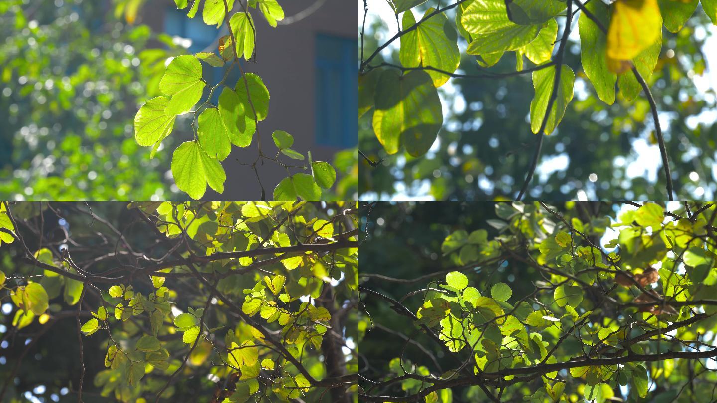 树林树叶，初秋阳光透过树叶4k视频素材