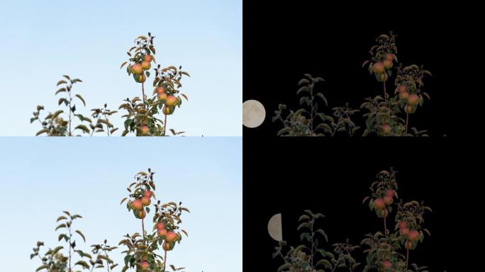 月亮盈亏苹果渐渐红了