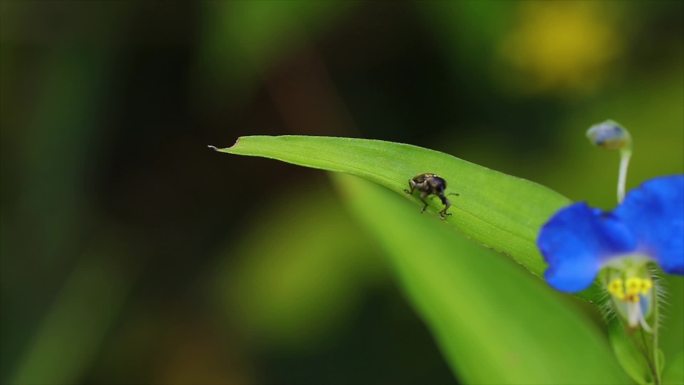 大自然昆虫象鼻虫甲虫微距实拍