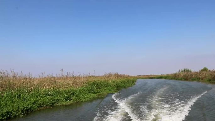 实拍九龙口芦苇荡船尾波浪荡口河水